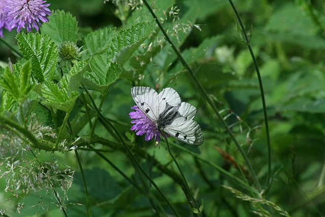 Parnassius mnemosyne